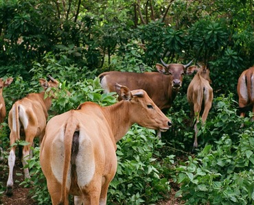 Livestock Housing