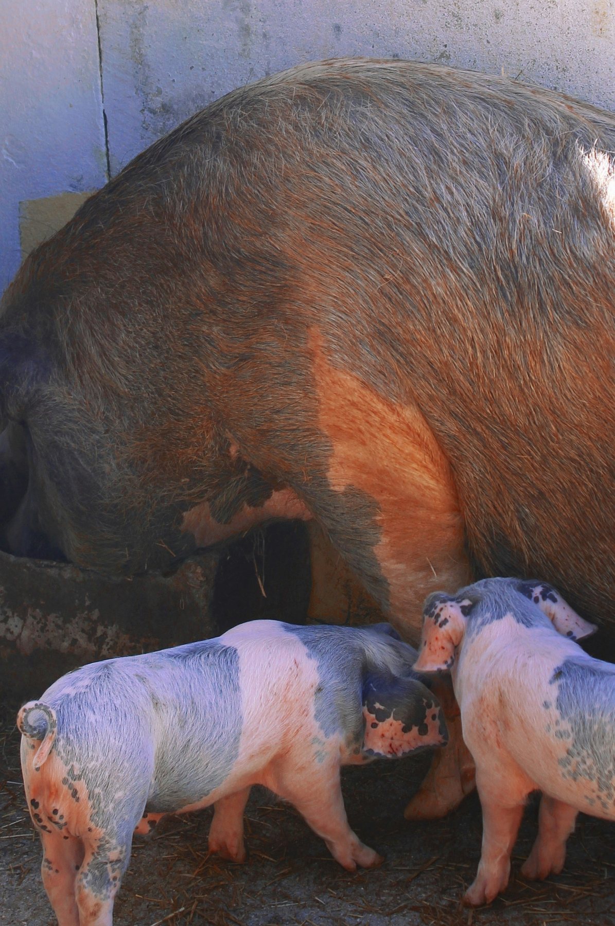 Pigs managed by Bothends Farms